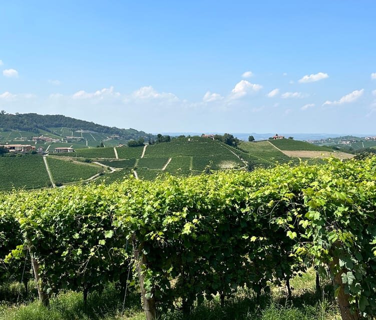 Monforte Dalba: Barolo Tasting, Vineyard & Cellar Visit - Vertical Tasting of Barolo
