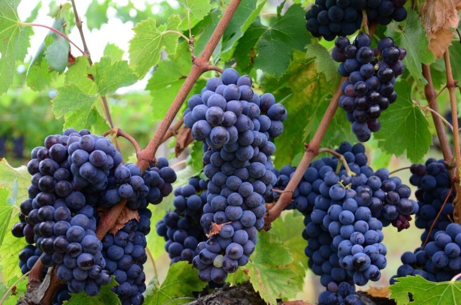 Montalcino: Brunello Wine Tasting Experience - Discovering Brunello Di Montalcino