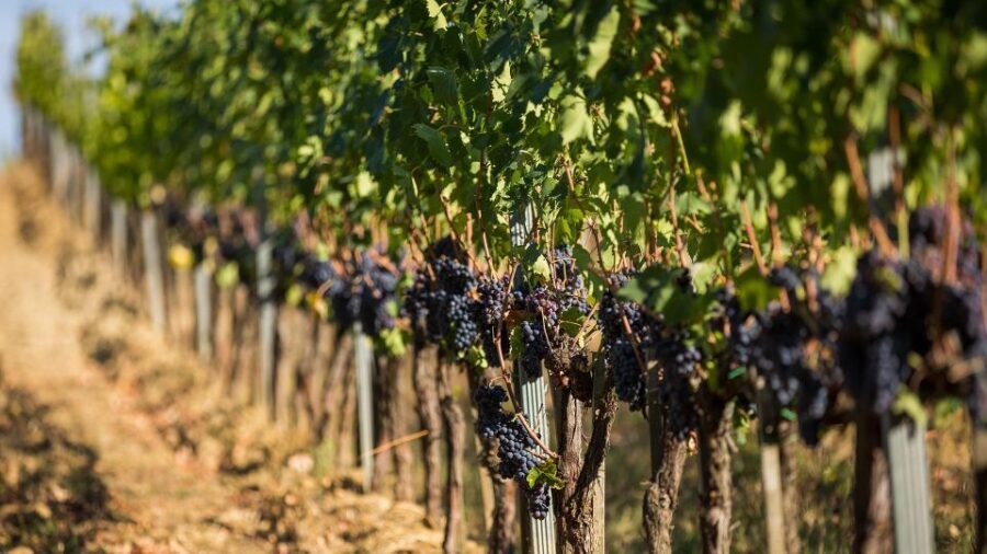 Montepulciano: Wine Tasting in the Tuscan Countryside - Booking Your Wine Tasting Adventure