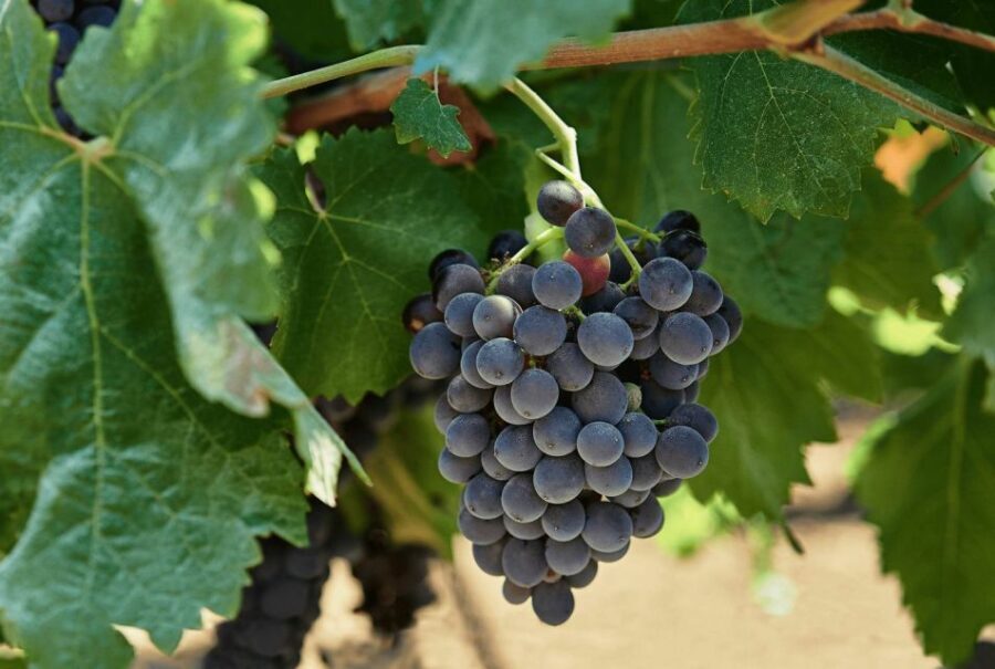 Oil & Wine Tasting - Location and Itinerary