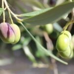 Olive Mill Tour With Oil and Food Tastings Near Pisa - Unique Features of Azienda Agricola Elter Francesco