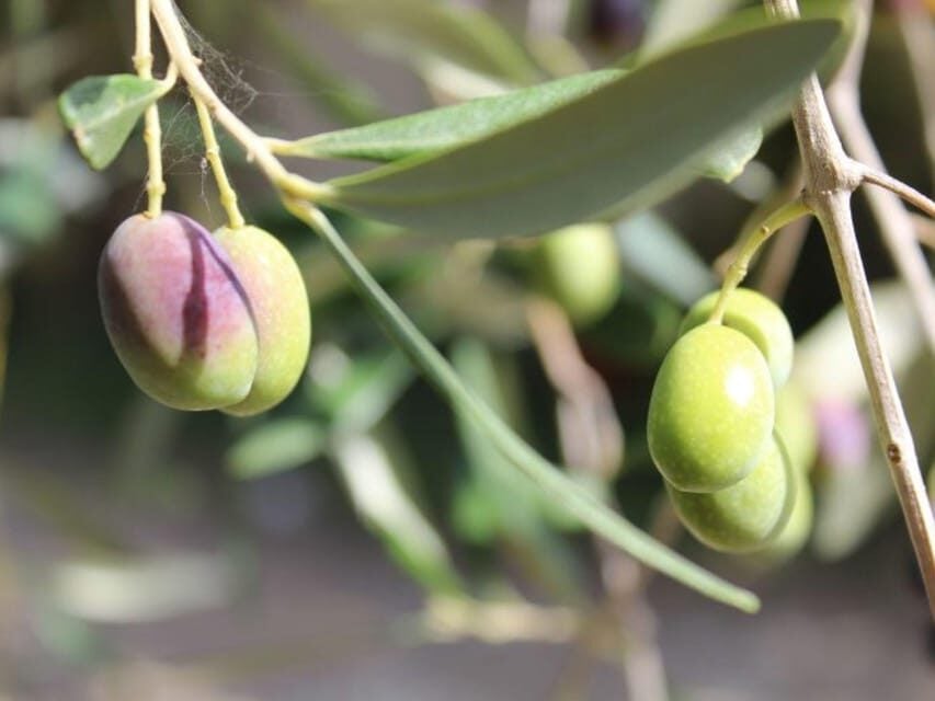 Olive Mill Tour With Oil and Food Tastings Near Pisa - Unique Features of Azienda Agricola Elter Francesco