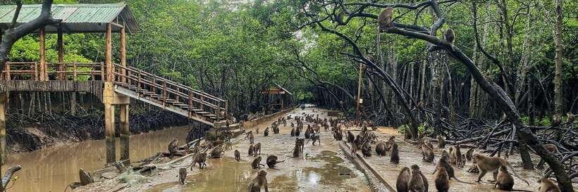 Private Can Gio Mangrove Biosphere Reserve Day Trip - Itinerary and Highlights