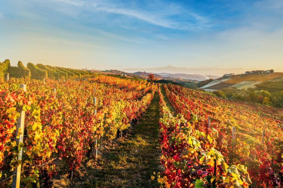 Raise a Glass: Exclusive Wine Experiences Near Orvieto - The Rich History of Winemaking in Orvieto