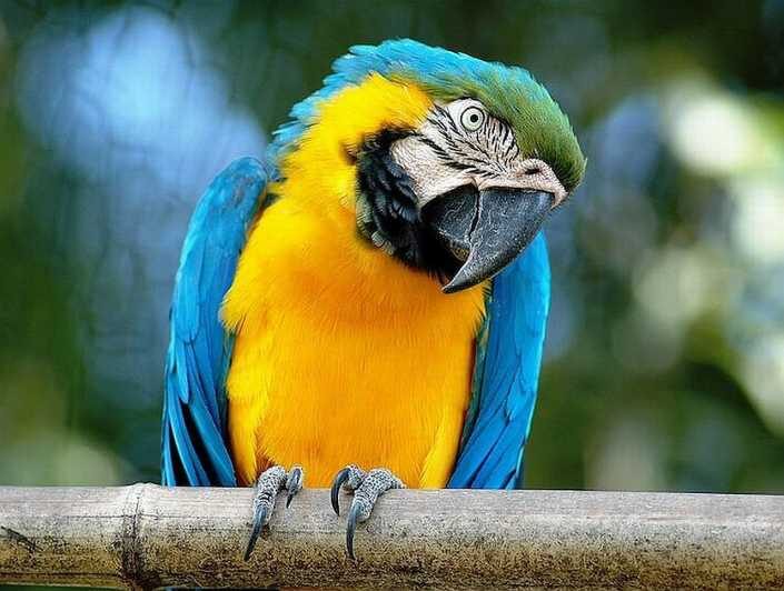 Rome: Bioparco Di Roma Zoological Garden Entry Ticket - Explore the Animal Kingdom