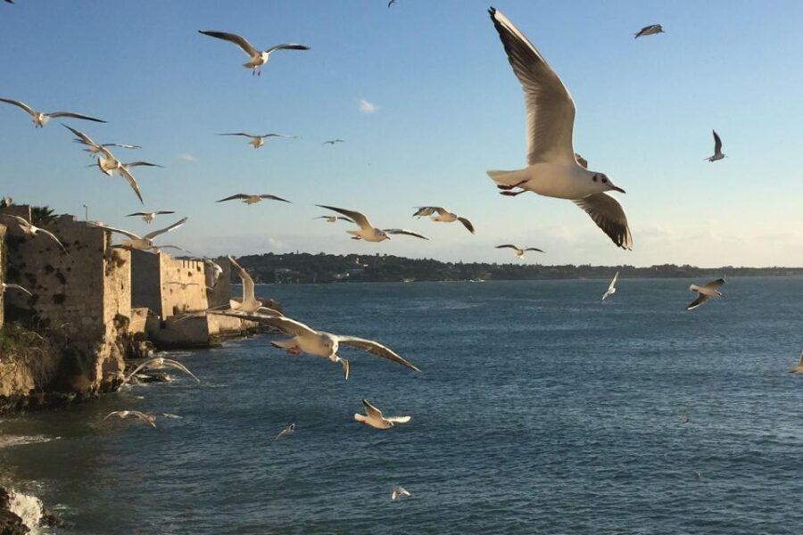 Siracusa: Ortygia Island Boat Tour With Grotto Visit - Booking Process and Payment Options