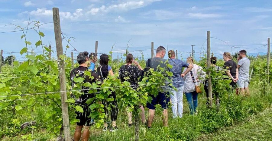 Sirmione: Vineyard Tour With Lugana Wines and Local Tastings - Experience the Charm of Sirmione