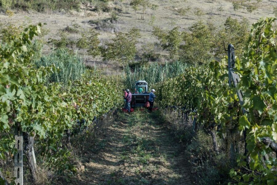 Tamburini Wine Tour and Tasting - The Family-Owned Winery Experience