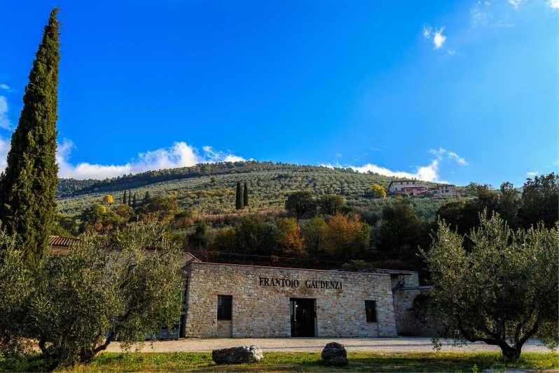 Trevi: Guided Tour and Tasting at Frantoio Gaudenzi - Tour Experience