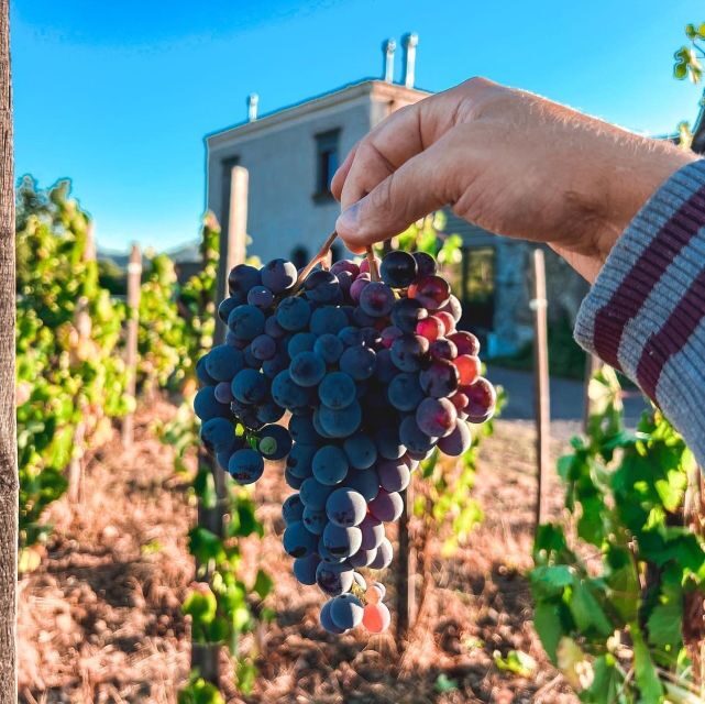 Wine Tour With Wine Tasting - Reservation and Cancellation Policies
