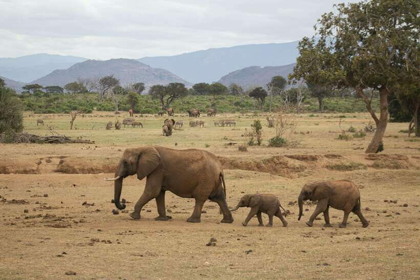 8-Day Sri Lanka Tour: History, nature, culture, wildlife - Sigiriya and Dambulla: The Pinnacles of Culture and Adventure