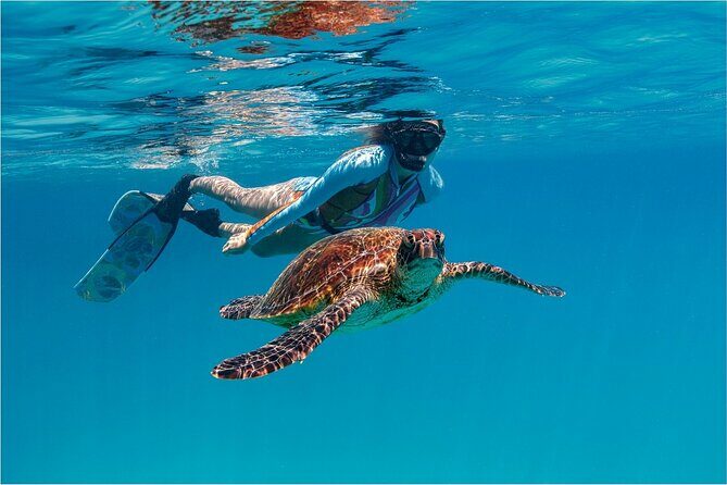 A Cook Islands Turtle Tour - small groups, premium experience - The Experience in Detail