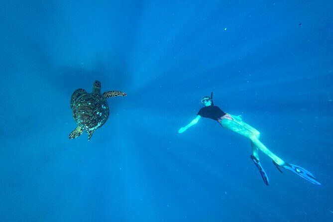 A Private TURTLE Tour on Rarotonga with Photography and Transfers - The Pricing: Is It Worth It?