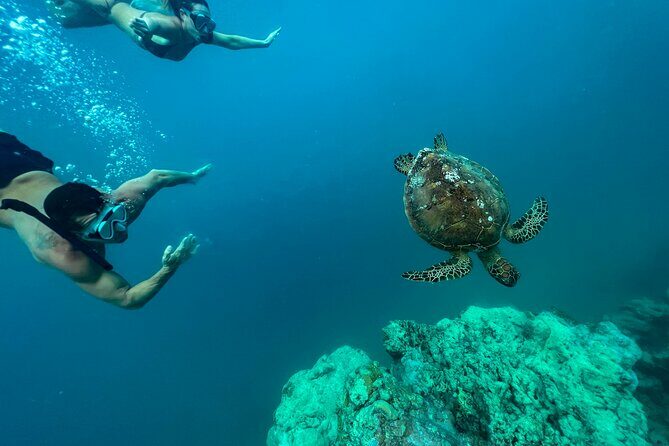 A Turtle Tour on Rarotonga - small groups, premium experience - What We Loved and What to Consider