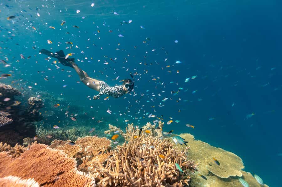 Airlie Beach: Outer Great Barrier Reef Snorkeling Day Trip - Analyzing the Value