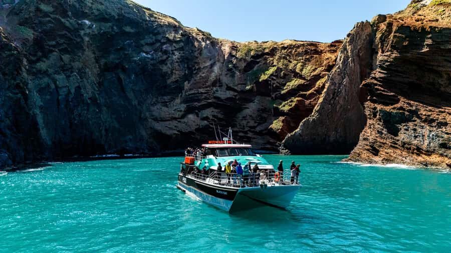 Akaroa Harbour 2-Hour Dolphin Nature Cruise - What to Expect During the Cruise