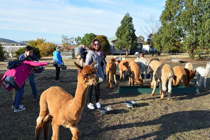 Alpaca Farm Tours with Toffeemont - The Value of the Experience