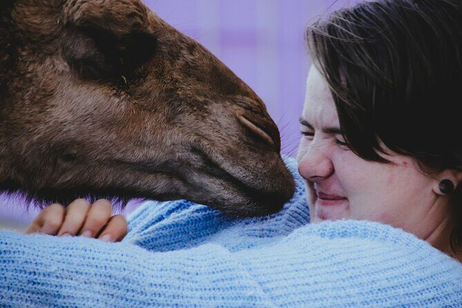 Alpaca Meet and Greet Experience in Peterborough - Who Would Love This Experience?