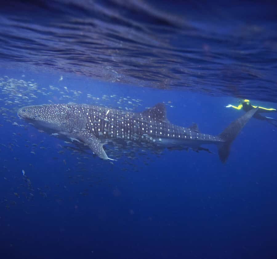AMAZING SUMBAWA WHALE SHARK TOUR - Who Will Love This Tour?