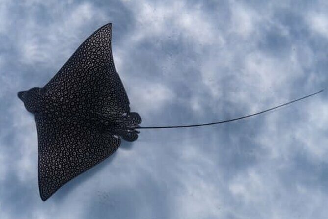 An Eagle Ray and Turtle Tour-Small Groups & Photography Included - Detailed Breakdown of the Tour Experience