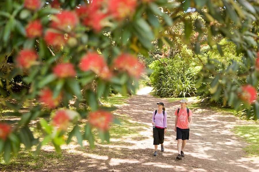 Auckland City and West Coast Luxury Tour - The Perfect Introduction to Auckland’s Natural Wonders