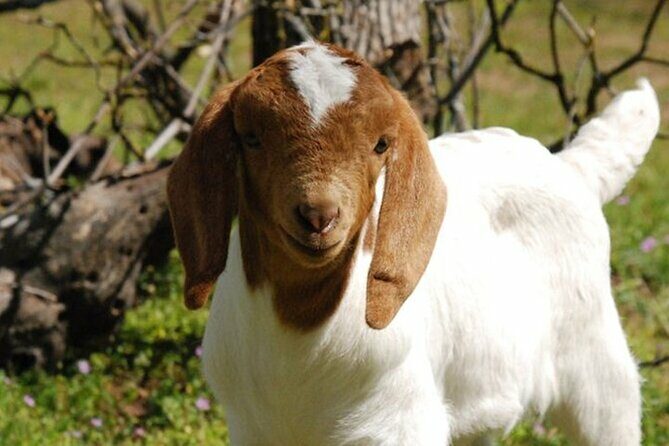 Baby Goat Cuddling and Wine Tour - Final Thoughts