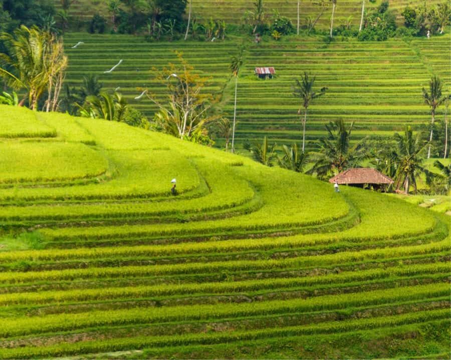 Bali: North Bali Tour with Jatiluwih, Ulun Danu, Waterfall. - Why This Tour Offers Real Value