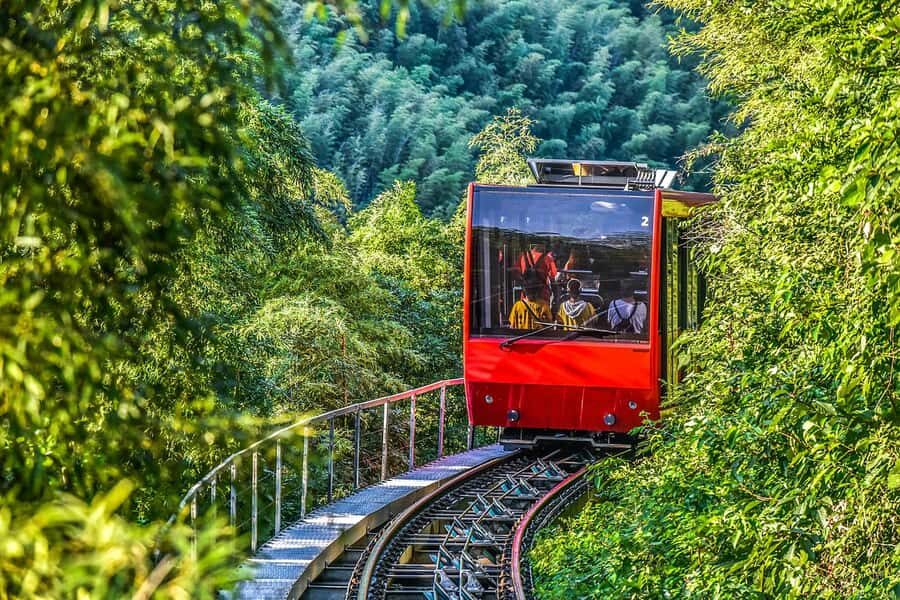 Bamboo Sea Direct Access Tour: High-Speed Rail from Shanghai - Visiting China’s Happiest Pandas