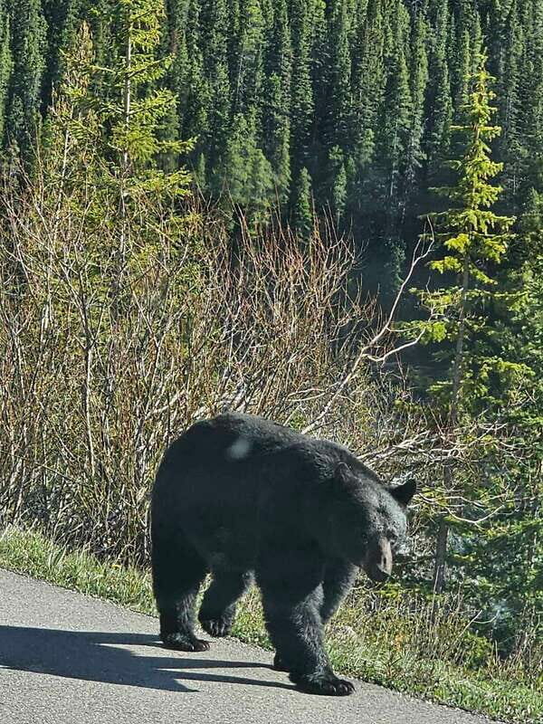 Banff to Jasper One-Way Private Tour sightseeing - Why This Tour Offers Great Value