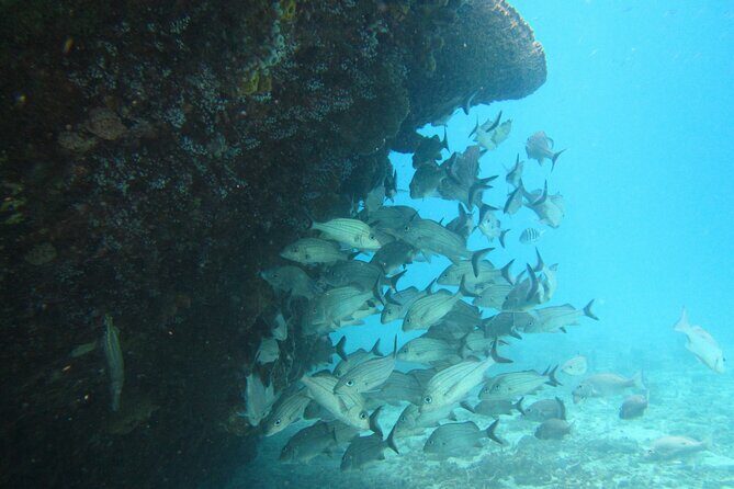 Barbados Snorkeling and Sailing Adventure for Small Groups - Who Should Consider This Tour?