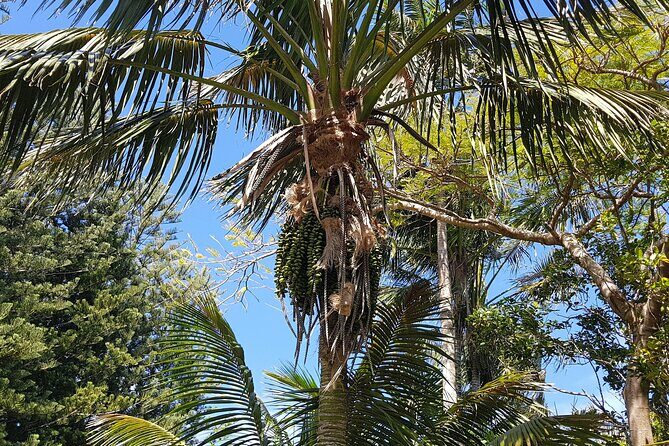 Bauntis Farm and Industry Tour in Norfolk Island - Included and Practical Details