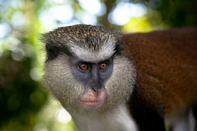 Best Of Grenada Historical Spice Tour and Annandale Waterfall - What Does This Tour Offer for You?
