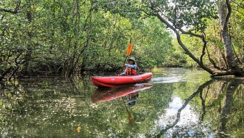 Bohol: SUSTAINABLE Mangrove Tunnels & Firefly Kayaking trail - A Detailed Breakdown of the Experience