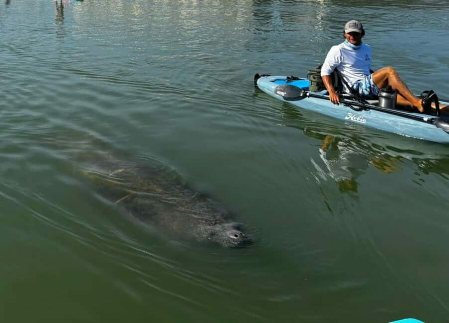 Bonita Springs: Kayak Tour with Manatees, Dolphins Sightings - Value for Money