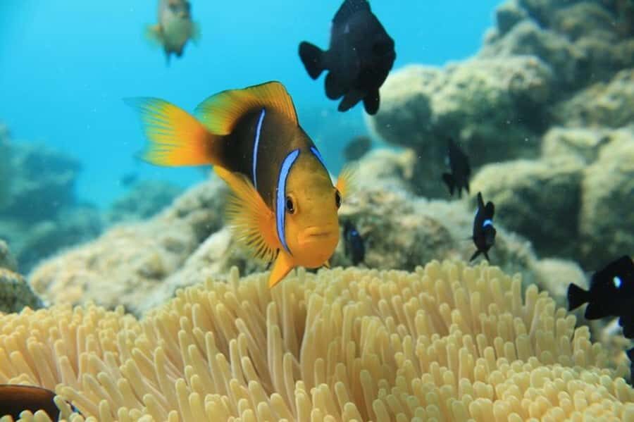 Bora Bora: Aquasafari Helmet Dive & Coral Garden Tour - How the Experience Is Structured