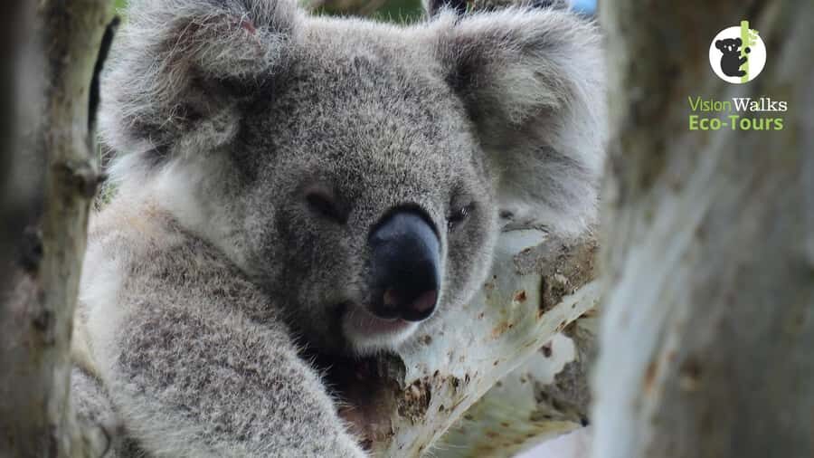 Byron Bay Wild Koala Tour - Final Thoughts