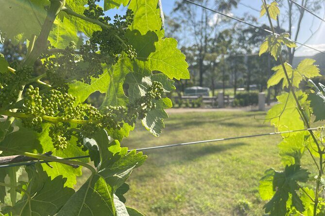 Caels Gate Wine Tasting in Hunter Valley - Who Should Consider This Tour?