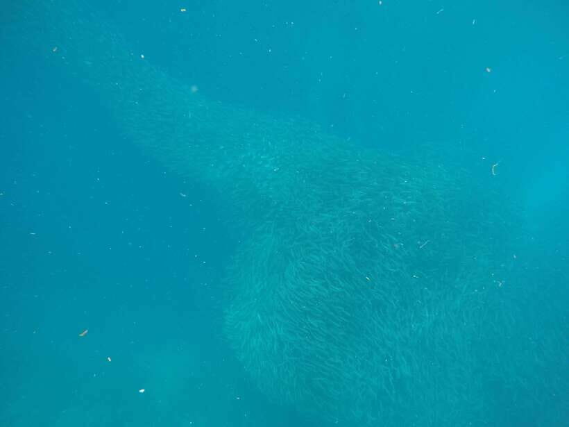 Cebu: Kawasan Canyoneering & Sardines Run and Turtle Chase - An Adventure for the Active and Curious