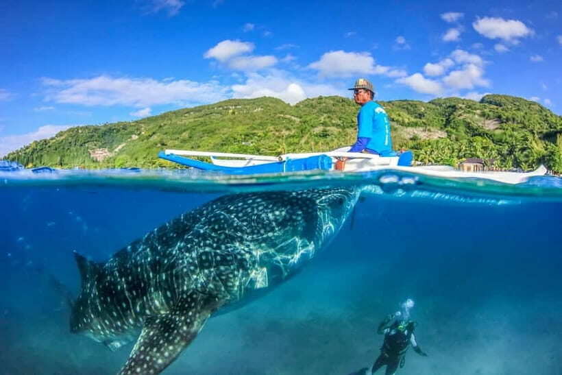 Cebu: Whale Shark, Monkey Sanctuary, & Moalboal Turtles Tour - Real Travelers’ Insights: What Makes This Tour Stand Out