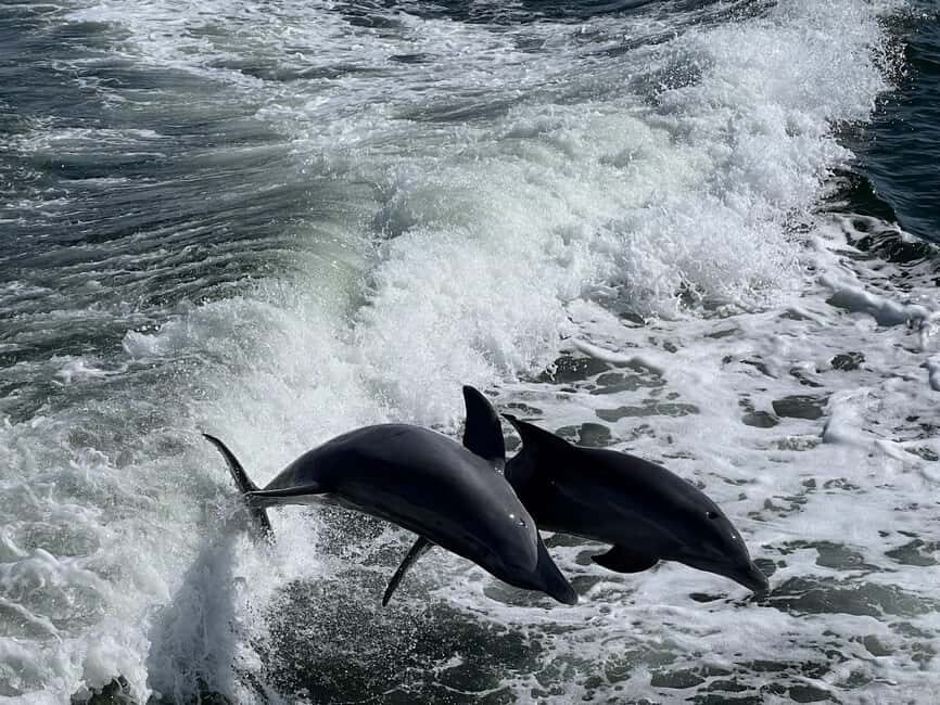 Charlotte Harbor: Dolphin Discovery Day Cruise - The Benefits of the Cruise’s Design
