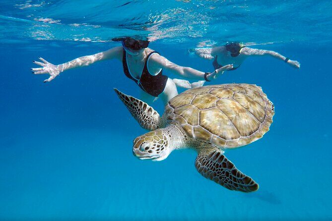 Ches snorkel cruise! turtles & shipwrecks (semi private) - Detailed Itinerary Breakdown