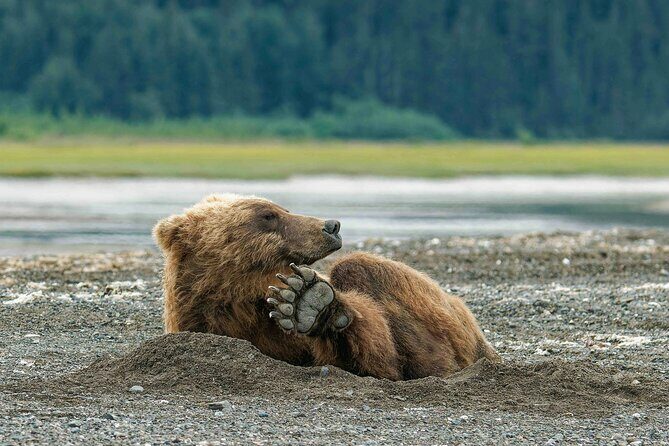 Chinitna Bay Bear Viewing Flight Tour from Talkeetna - Why Choose This Tour?