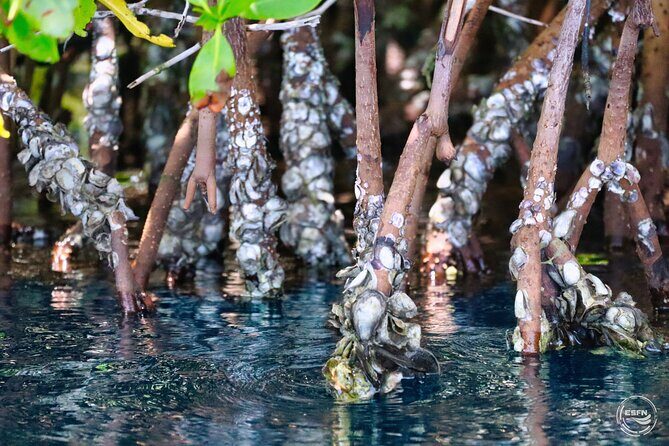Clear Kayak Tour in Mangrove Antigua - Why Choose This Eco-Tour?