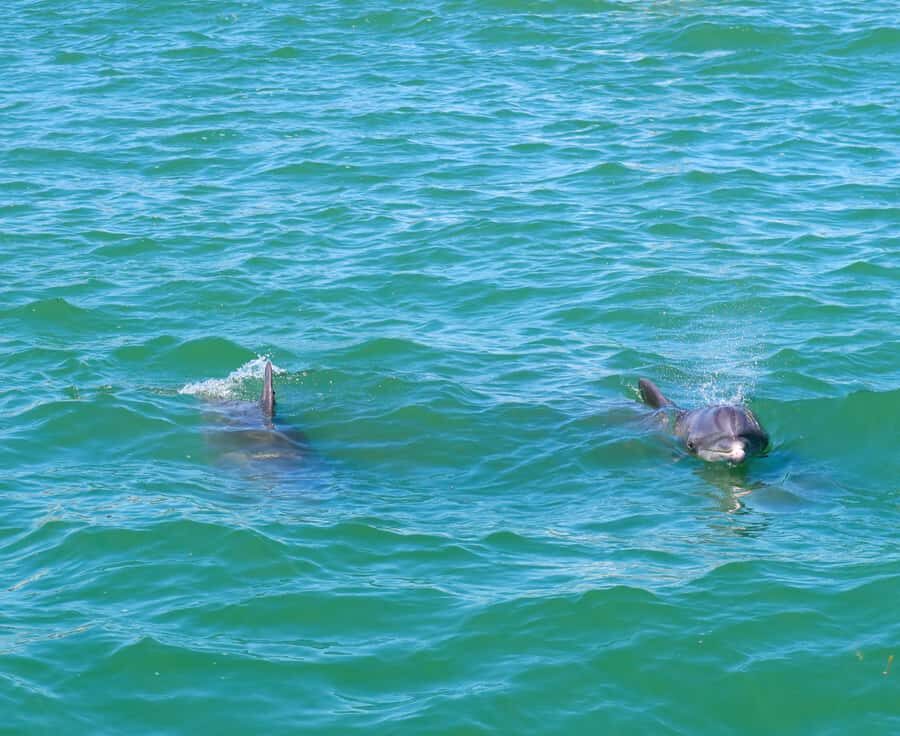 Clearwater: Dolphin Cruise with an Island Adventure - Who Will Love This Tour?