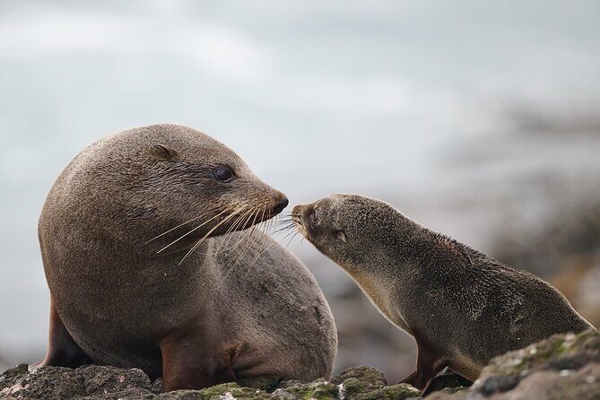 Clearwater Private Penguin & Wildlife Tour from Port Otago (5hrs) - Final Thoughts: Who Should Consider This Tour?