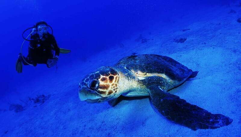 Costa Maya: Two Tank Fun Dive for Certified Divers - The Itinerary Breakdown