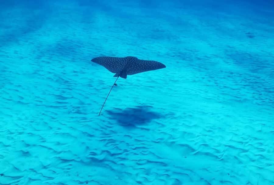 Cozumel: 2-Tank Dive, Eagle Ray Wall for Certified Divers - Practical Considerations and Tips