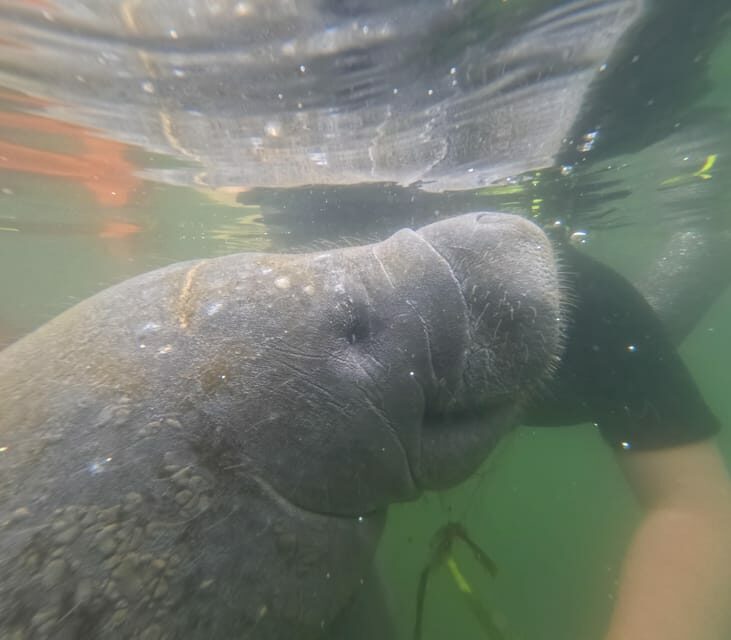 Crystal River: Guided Manatee Snorkeling Tour - Authenticity and Ethical Considerations