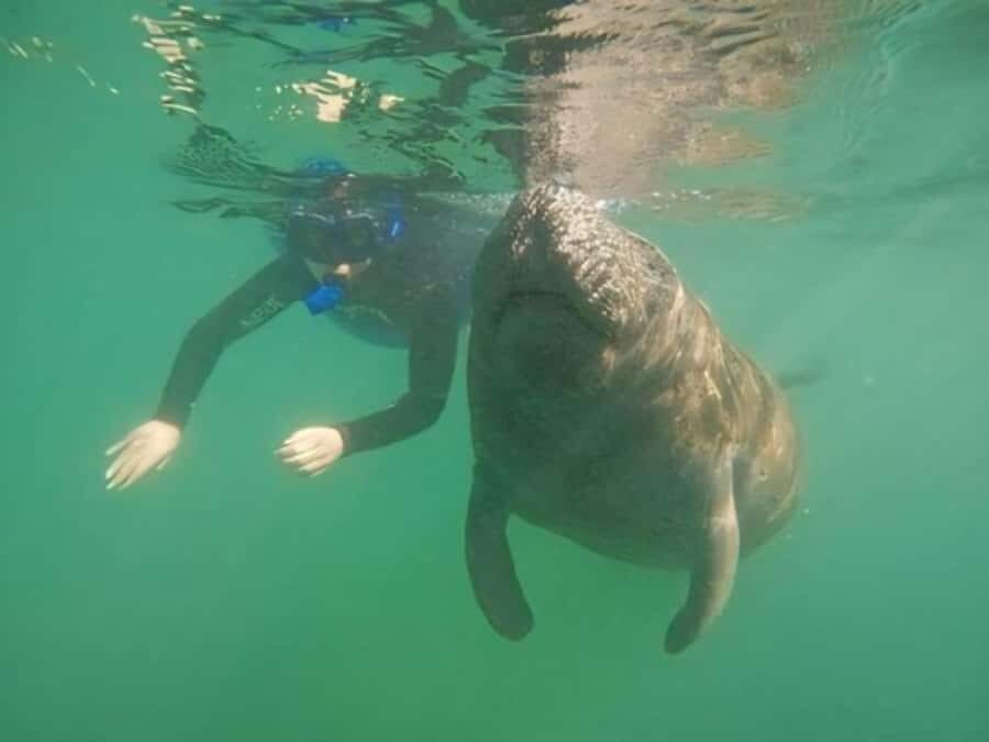 Crystal River: Semi-Private Manatee Swim With Heated Boat - Why This Tour Offers Good Value
