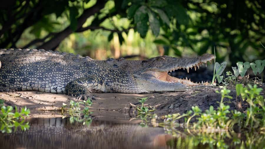Darwin: Sunset Kakadu National Park with Yellow Water Cruise - Why This Tour Offers Good Value